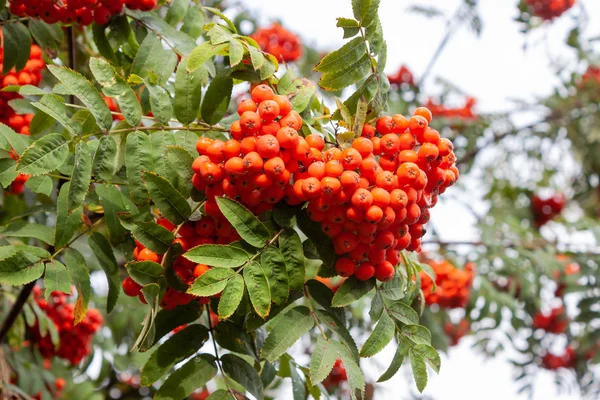 Ripe Bunch Red Viburnum Branch Green Yellow Leaves — Stock Photo, Image