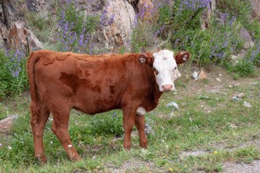 Beyaz başlı ve genç bir keçi civarları ile güzel bir kahverengi duruyor