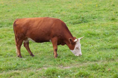 Güzel bir kahverengi büyük başlı beyaz boğa çayırda otluyor
