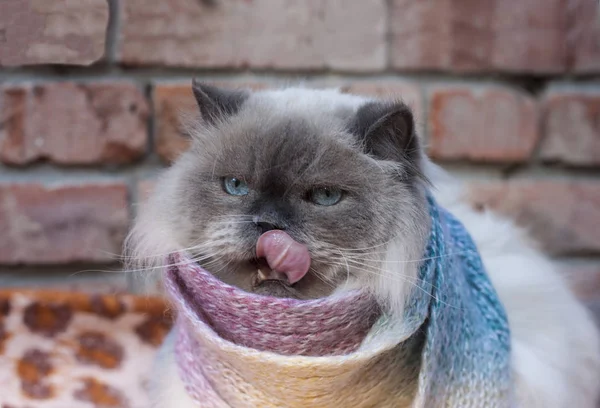 一只蓝眼睛的漂亮毛茸茸的灰猫冻僵了 — 图库照片