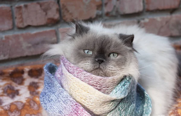 一只漂亮的绒毛灰猫裹在温暖的围巾里 — 图库照片
