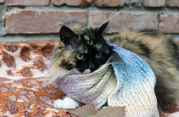 Um belo gato fofo de três cores envolveu-se em uma sca quente — Fotografia de Stock