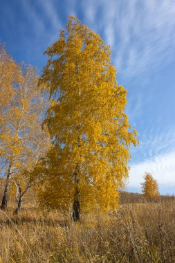 Arka planda parlak sarı yaprakları olan güzel bir huş ağacı. 