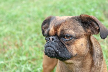 Güzel, küçük, dost canlısı köpek çimlerin üzerinde küçük brabancon cinsi. Yakın plan, bulanık arkaplan