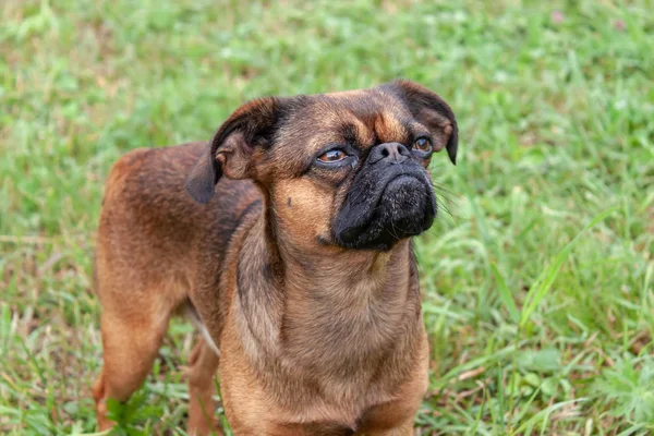 Piękny Mały Przyjazny Pies Rasy Petite Brabancon Tle Zielonej Trawy — Zdjęcie stockowe