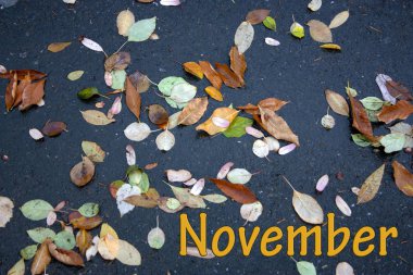 Güzel sonbahar yaprakları ıslak asfalta saçılmıştır. Sarı harfler Kasım.