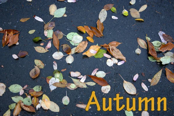 美丽的秋叶散落在潮湿的柏油上. 黄秋的题词" — 图库照片