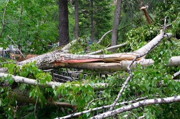 The consequences of a hurricane. Fallen tree and broken branches broke the fence