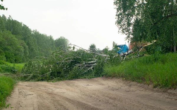 A large fallen birch tree blocked a dirt forest road