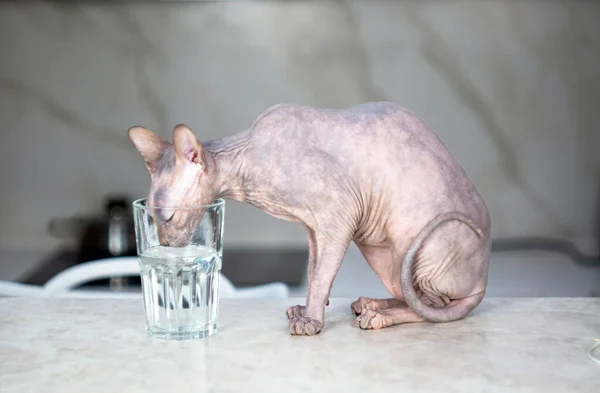 Esfinge Gato Sem Pêlos Bebe Água Copo Uma Mesa Cozinha — Fotografia de Stock