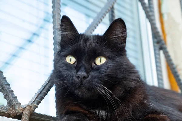 Close Retrato Gato Preto Com Olhos Amarelos Fundo Uma Treliça — Fotografia de Stock