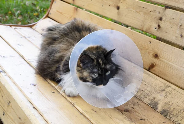 Gato Doente Tricolor Colarinho Plástico Veterinário Protetor Senta Banco Colar — Fotografia de Stock