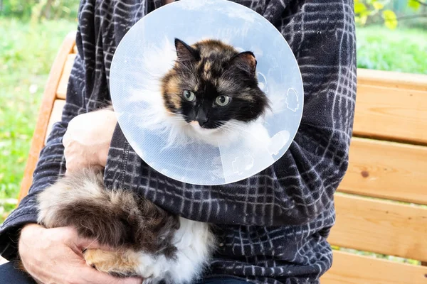 一只戴着塑料制成的保护性兽医项圈的病猫坐在一个人的怀里 — 图库照片