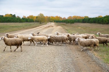 Bir bej koyun sürüsü sonbaharda çayırda yürür. Yatay fotoğraf