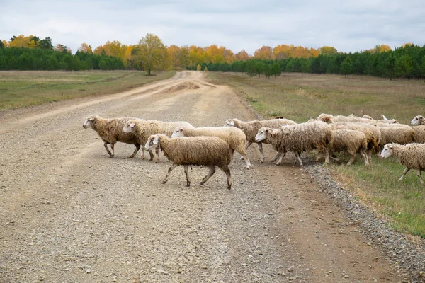 Eine Herde Schmutziger Schafe Überquert Einen Feldweg Einem Herbstlichen Wald — Stockfoto