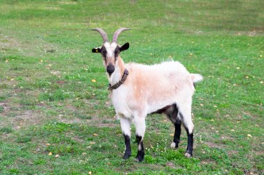 Yakasında büyük boynuzları olan güzel bir keçi yeşil çimlerin üzerinde duruyor.