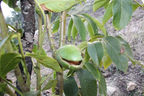 Noix Fraîches Tient Sur Arbre — Photo