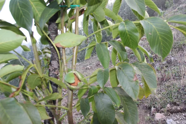 Noix Fraîches Tient Sur Arbre — Photo