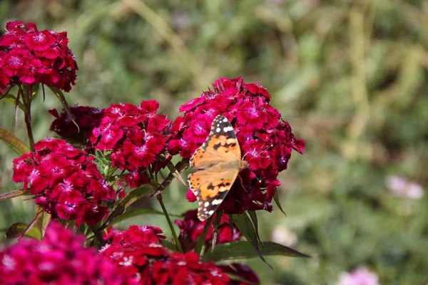 Papillon Marche Autour Des Fleurs — Photo