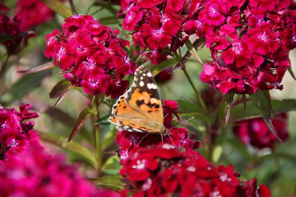 Motyl Spacerów Wokół Kwiatów — Zdjęcie stockowe