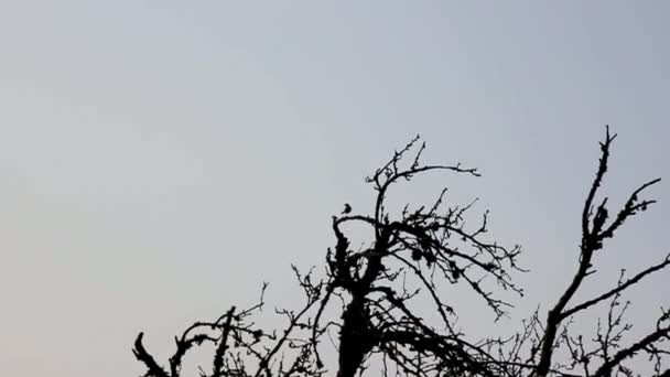 Pájaros Cantores Llamando Árbol — Vídeo de stock