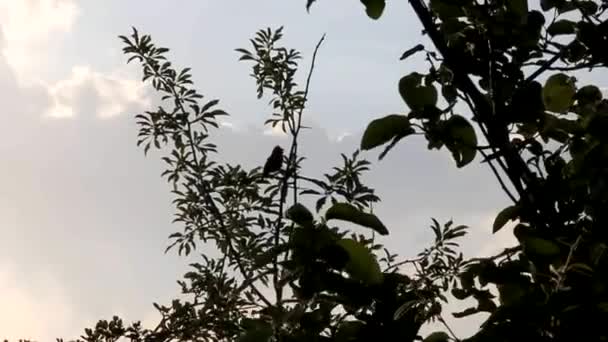 Pájaros Cantores Llamando Árbol — Vídeos de Stock