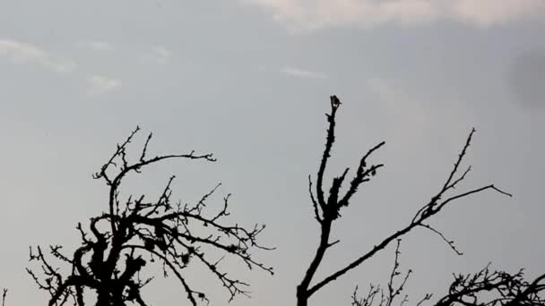 木に呼びかける鳥の群れ — ストック動画