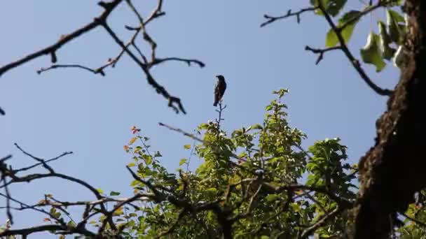 Μαυρομάτη Πουλί Προσπαθεί Κοράκι Ένα Δέντρο — Αρχείο Βίντεο