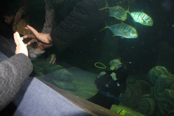 Divers against shark in aquarium
