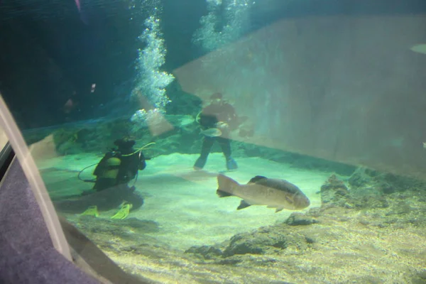 Divers Shark Aquarium — Stock Photo, Image