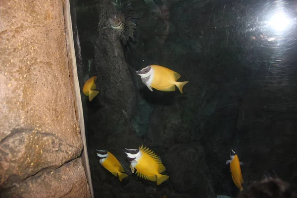 Stanbul Akvaryum Balıklar Yakın Çekim — Stok fotoğraf