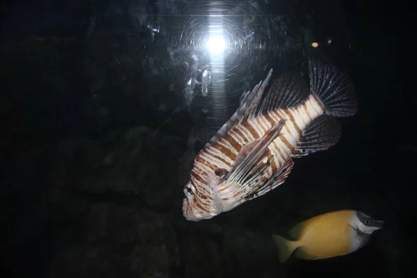 Stanbul Aquário Peixes Perto — Fotografia de Stock