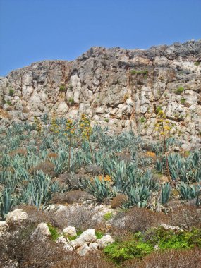 Kaktüsler üzerinde uçuruma Akdeniz tarafından