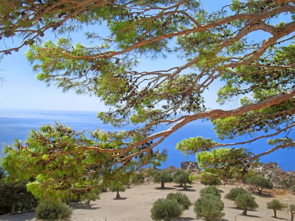 Sea View Pines — Stock Photo, Image