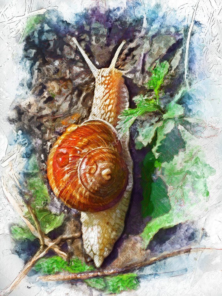 Snail in the Grass - Illustration