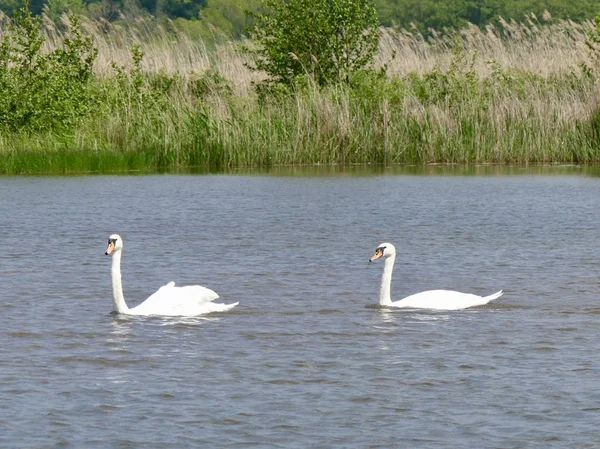 Two swans sail beside the reeds