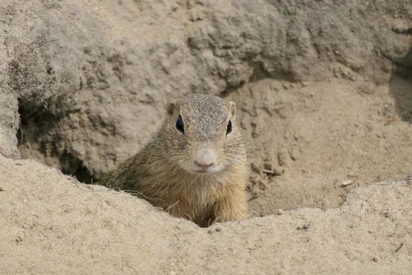 European ground squirrel looks out of the burrow - Spermophilus citellus