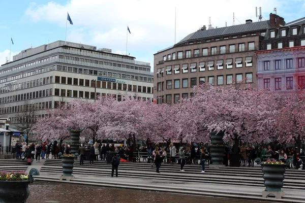 Floriculturas Stockholm Suecia Fotos De Bancos De Imagens