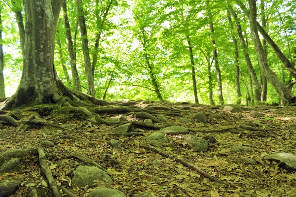 The incredible beauty of nature in Adygea — Stock Image Incredible Beauty Nature Adygea Royalty Free Stock Images