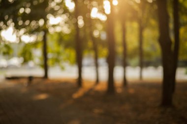 Akşam parkının bulanık arka planı