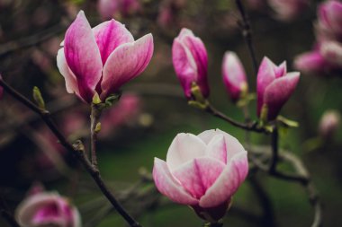 pembe çiçekli Manolya ağacı