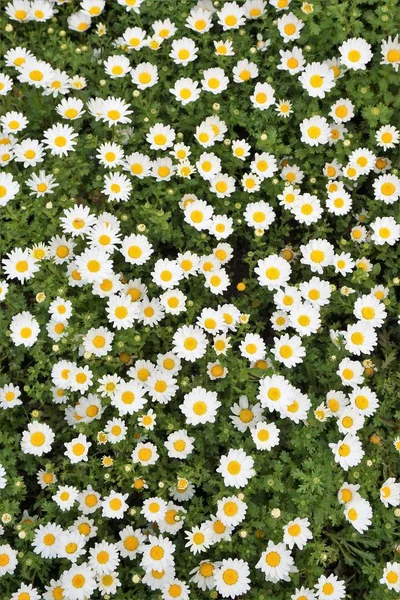 Top View Yellow White Daisies Romomile Blooming Field Summer — стоковое фото