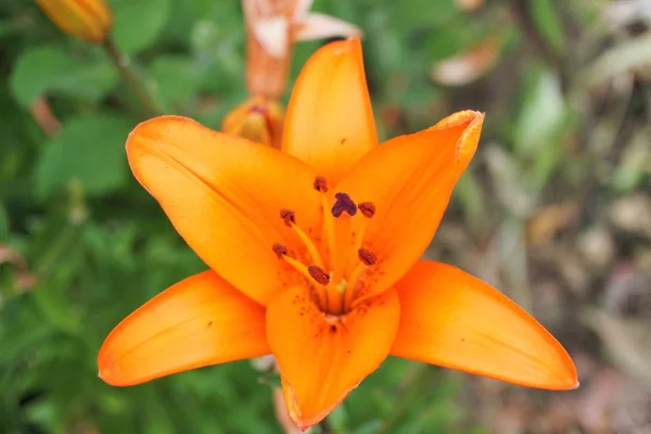 Naranja Lirio Lilium Bulbiferum Con Fondo Verde Borroso —  Fotos de Stock