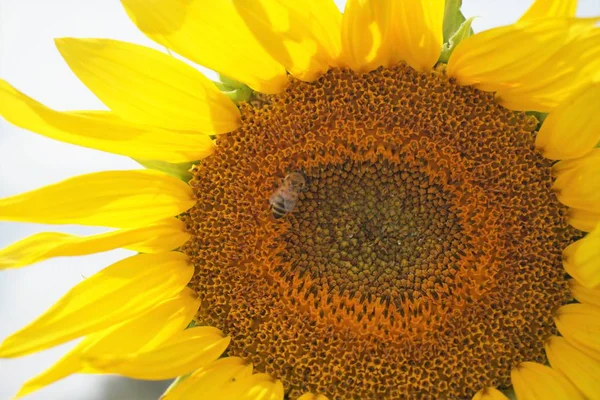 Gündüz tarlada arı tozlu ayçiçeğinin yakından görünümü.