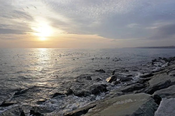 Wavy Seascape Widok Zachód Słońca Brzegu Dużymi Mossy Kamienie Ptaki — Zdjęcie stockowe