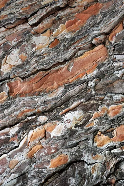 Struttura Della Corteccia Degli Alberi Alterata — Foto Stock