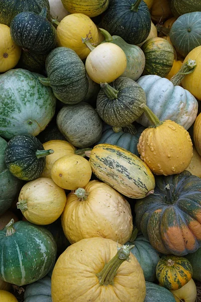 Pile of pumpkins with different colors and shapes at harvest time.