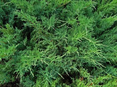 Selvi dalları. Makro fotoğraf.