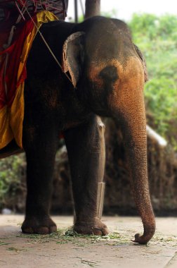 Fil Asya'da binmek turistler için kullanılır.