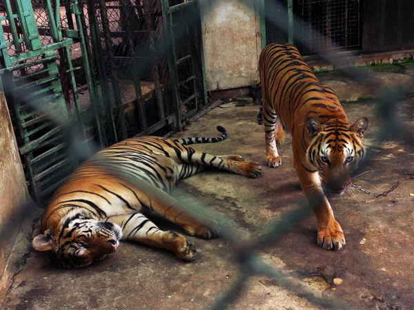 Un par de tigres en cautiverio dentro de una jaula . — Foto de Stock